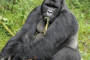 Pijane zwierzęta: sześciu liderów